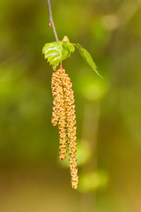 Naklejka premium Dangling hazel flowers on a branch, sunny summer day.