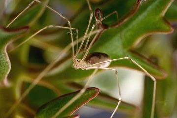 Pholcus phalangioides