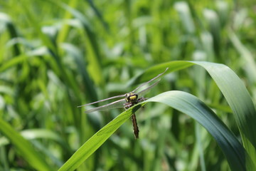 dragonfly on blade of grass
