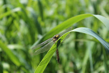 dragonfly on blade of grass