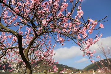 Mandelblüte in der Pfalz