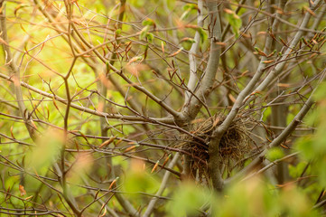  Bird's nest built in branches of trees.