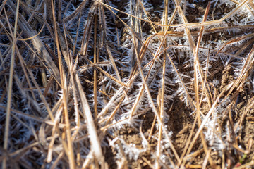 close up detail early morning frost on brown dry grasses Sierra Nevada mountains California