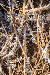 close up detail early morning frost on brown dry grasses Sierra Nevada mountains California