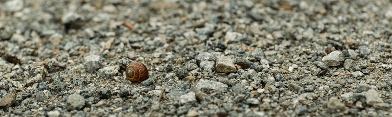 Snail shell on a stony road.