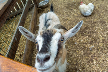 portrait of a goat