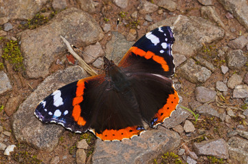 Vanessa atalanta (LINNAEUS, 1758) Admiral DE, RLP, Valwig, Mosel 27.06.2016