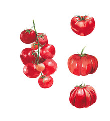 Tomatoes on vine single tomato clip art watercolor painting illustration isolated on white background