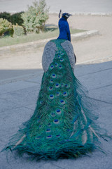 Obraz premium Macro de plumas del pavo real común o​ Pavo cristatus, especie de ave galliforme de la familia Phasianidae