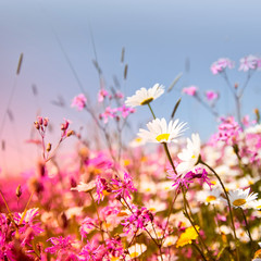 Fleurs de printemps au soleil dans les champs