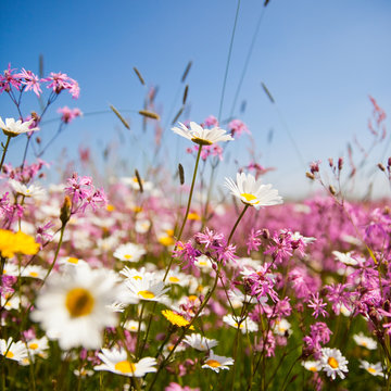 Fleurs de printemps au soleil