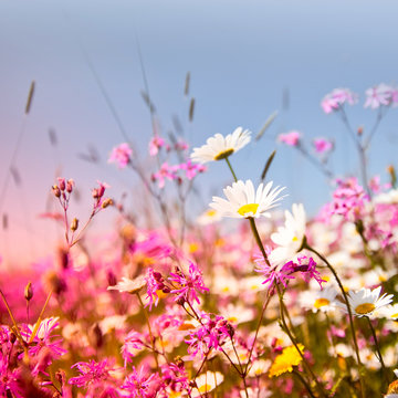 Fleurs de printemps au soleil dans les champs