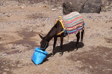 donkey having his meal