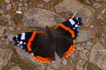 Vanessa atalanta (LINNAEUS, 1758) Admiral DE, RLP, Valwig, Mosel 27.06.2016