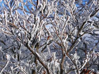 la spettacolare natura ghiacciata in inverno