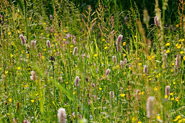 Obraz premium Bistorta officinalis Feuchtwiese mit Schlangenknöterich DE, NRW, Nonnenbachtal, Eifel 09.06.2016