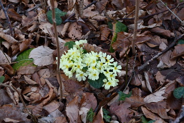 spring yellow flowers
