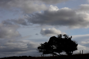 Silhouetted windswept stunted tree on farm grassland field in rural Hampshire against a cloudy sky
