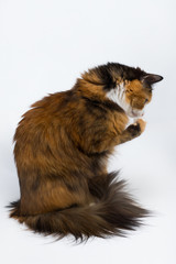 Multi-colored young cat on a white background, studio lighting