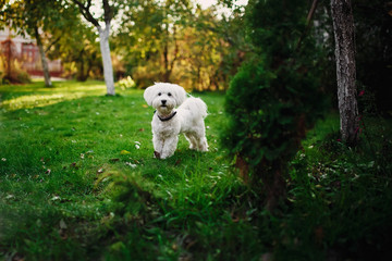 Fototapeta na wymiar Fluffy Maltese mix on the grass. white dog playing in garden with green grass