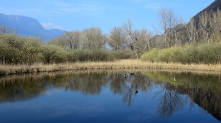 Fototapeta na wymiar Biotop und Naturschutzgebiet - Teich mit Enten in Südtirol