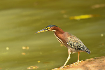 Grünreiher 