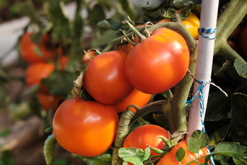 Large branch with medium-sized pink and red tomatoes. Summer harvest of vegetables. Illuminated by bright sunshine.
