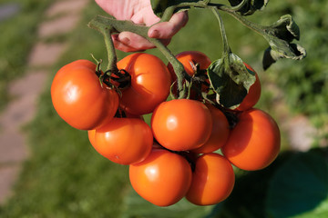 Large branch with medium-sized pink and red tomatoes. Summer harvest of vegetables. Illuminated by bright sunshine.