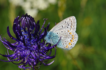 Polyommatus icarus (ROTTEMBURG, 1775) Hauhechel-Bläuling, Männchen DE, NRW, Nonnenbachtal, Eifel 09.06.2016