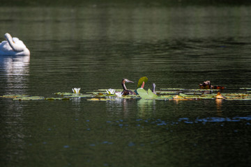 great crested grebe with young