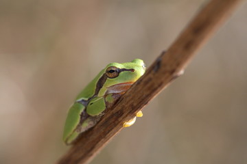 kleiner grüner Frosch auf einem Ast