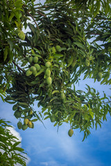 frutas y verduras de la selva peruana