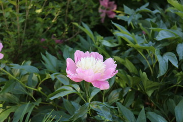 Pink & White Peony