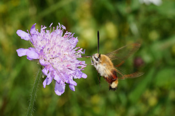 Hemaris fuciformis (LINNAEUS, 1758) Hummelschwärmer DE, NRW, Lampertstal, Eifel 09.06.2016