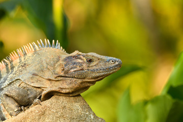 Schwarzer Leguan