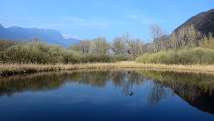 Fototapeta na wymiar Teich - Biotop - Kalterer See