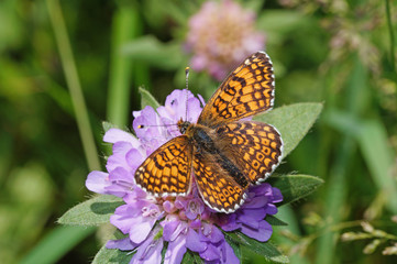 Melitaea cinxia (LINNAEUS, 1758) Wegerich-Scheckenfalter DE, NRW, Lampertstal, Eifel 09.06.2016