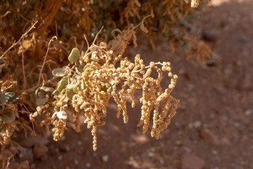 Plantas del desierto de atacama
