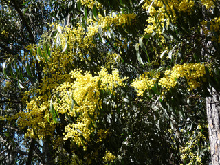 Mimosa selvatica