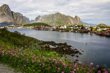 Obraz premium Reine harbor in Lofoten islands in Norway