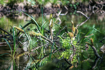 Nahaufnahme von verschiedenen Wasserpflanzen in einem Teich