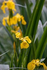 Nahaufnahme einer wilden gelben Sumpf-Schwertlilie Iris pseudacorus  in Sumpfgebiet