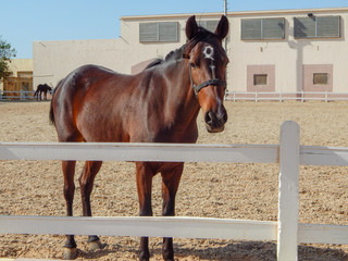 Dark bay horse in the outdoor arena 