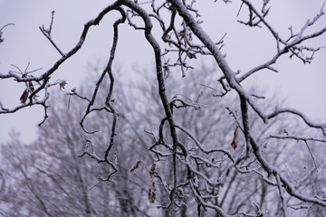 Fototapeta na wymiar Winter Weather