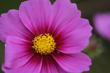 Obraz premium pink cosmos flower
