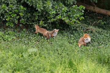Fox cubs