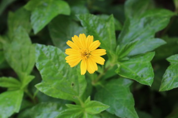 Tiny Yellow Flower Close-up