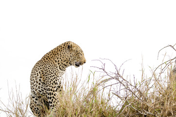 Profile of a leopard in Londolozi Reserve near Kruger Park Johannesburg South Africa