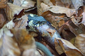 Nahaufnahme einer Ringelnatter (natrix natrix) die einen Molch frisst