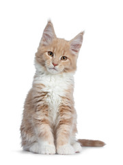 Cute cream with white  Maine Coon cat kitten, sitting half side ways facing front. Looking cheeky straight ahead at lens with brown eyes. Isolated on a white background. 